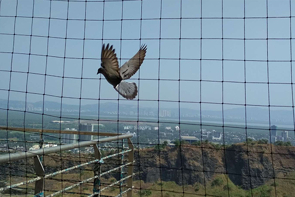 Bird Netting Solutions